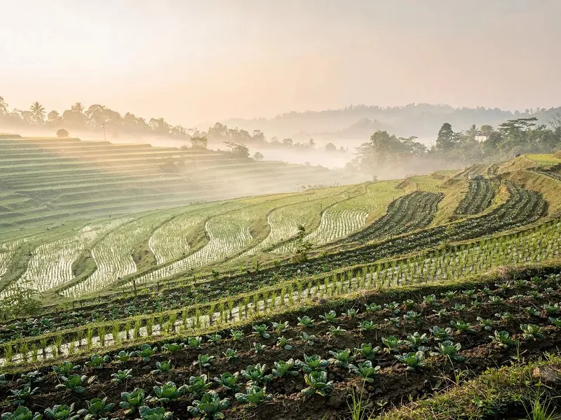 Rows of vegetables and rice in tilled soil at early morning